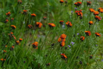 Orange hawkweed (Hieracium aurantiacum) flowers