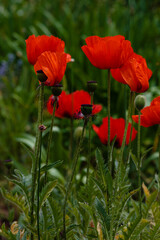 Oriental poppy flower. Papaver orientale is magnificent perennial plant in the garden