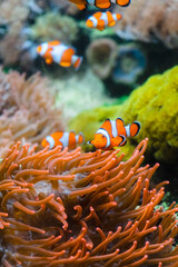 Plakat Little orange clown fish on a background of corals. Clown fish swim between colored corals in an aquarium with salt water.