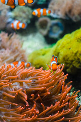 Naklejka na ściany i meble Little orange clown fish on a background of corals. Clown fish swim between colored corals in an aquarium with salt water.