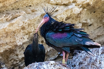 Northern bald ibis, hermit ibis or waldrapp - Geronticus eremita - in the nest with its chick
