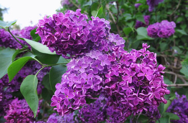 Close up view of vibrant pink lilac flowers in spring botanical garden