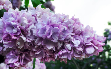 Close up view of vibrant pink lilac flowers in spring botanical garden