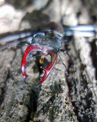 A legally protected stag beetle poses on a tree in its territory