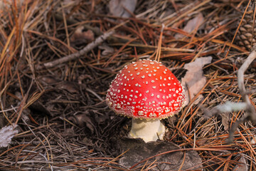 Poisonous mushroom with a red cap. Amanita.