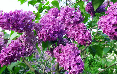 Close up view of vibrant pink lilac flowers in spring botanical garden