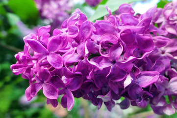 Close up view of vibrant pink lilac flowers in spring botanical garden