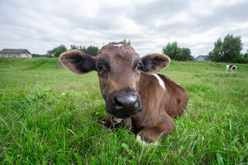 A cow lies on a green meadow after lunch