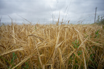 Golden wheat field with spikelets in the village