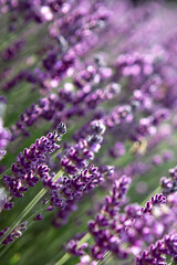 Selective focus Lavender flowers at sunset rays, Blooming Violet fragrant lavender flower summer landscape. Growing Lavender, harvest, perfume ingredient, aromatherapy. Lavender field lit by sunlight