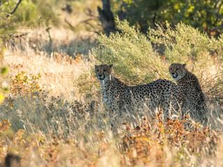 cheetah brothers close to namutoni camp etosha