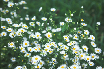 Beautiful nature scene with blooming Summer Daisies. Summer meadow with chamomile flowers. Dark green moody spring flower pattern background. Alternative medicine, cottage core natural philosophy. 
