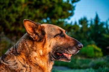 portrait of a old german shepherd