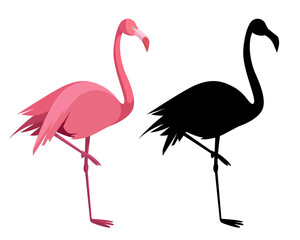 Pink flamingo. Exotic tropical bird. Zoo animal collection. Decoration element. White background. Isolated. 