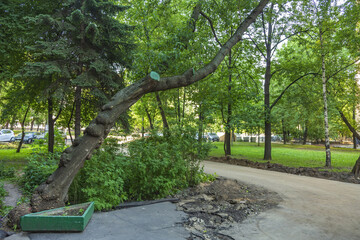 Tilted trunk of perennial deciduous tree in urban environment