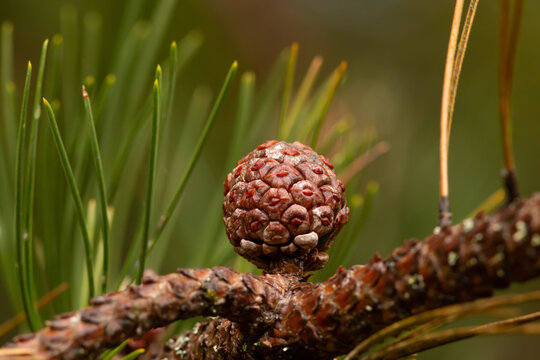 Macro shoot of natural spherical little cone in the forest