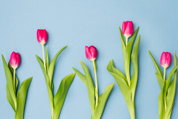 group of fresh red tulips lie in a row on a pastel blue background, top view, concept for the holidays. Minimalism, flat flay