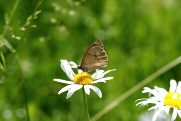 A Meadow brown butterfly on a large daisy