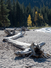 Fall foliage on the banks of Lake Wenatchee - Washington state, USA
