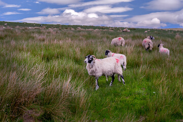 Obraz premium Swaledale sheep in a field in spring in the Upper Pennines, County Durham, England