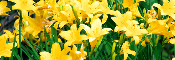 Yellow Hemerocallis. Yellow day lily. Gardening Spring flowers. Blooming lily