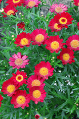 Red Pyrethrum of Aster family. Red flowerrs. Gardening Chamomile