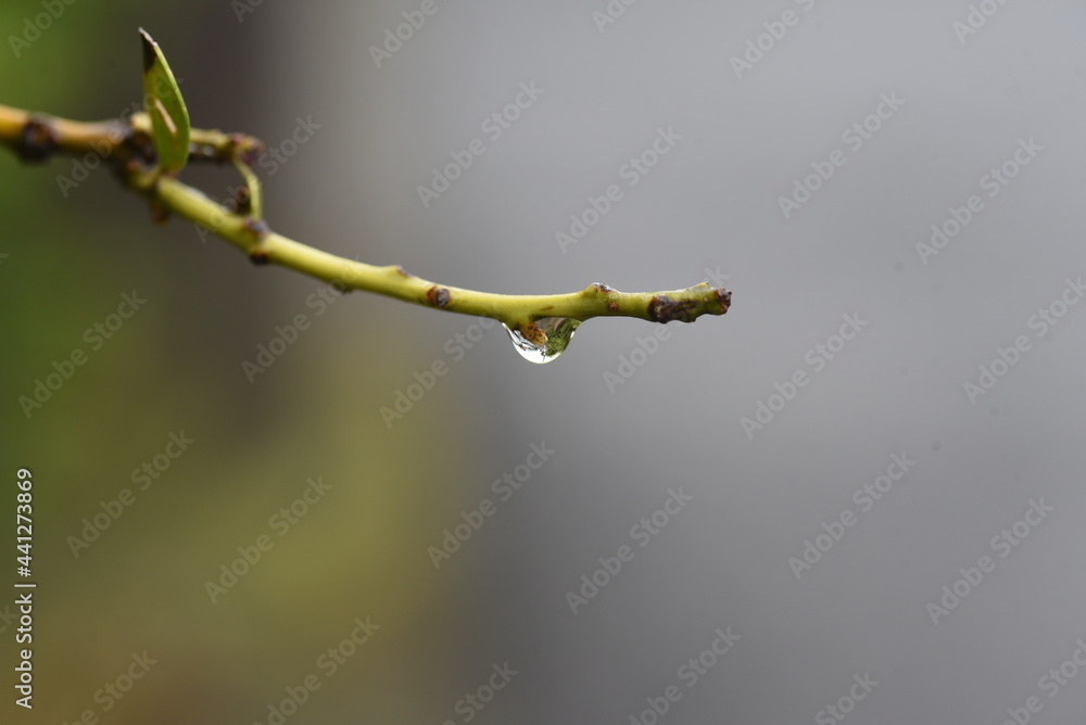 Poster Drops of rain on the leaves. Background material during the rainy season.