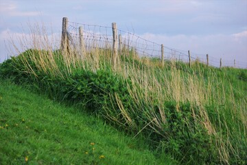 Obraz premium grass and fence on the hill 