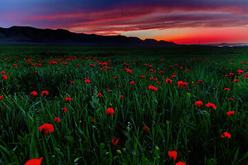 Beautiful field of red poppies at evening sunset in mountains