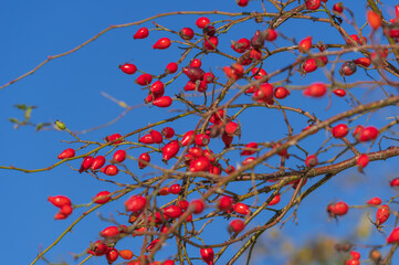 Branches full with red rose hips against background of blue clear sky on sunny autumn day