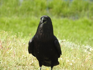 Common Raven -- Yellowstone National Park