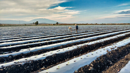 people in the farm for agro production