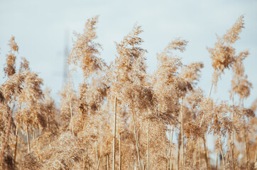 Pampas grass. Reed seeds in neutral colors on light background. Dry reeds close up. Trendy soft fluffy plant. Minimalistic stylish concept. - obrazy, fototapety, plakaty