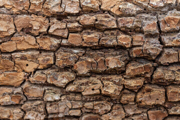 old texture of embossed tree bark close up. Natural background