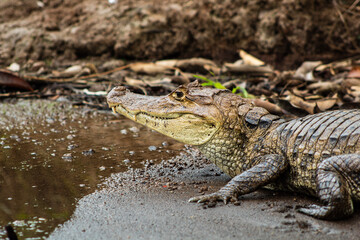 Caño Negro, Alajuela, Costa Rica