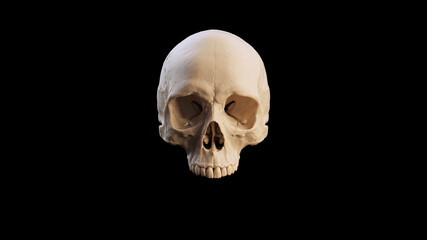 White Bone Human Female Skull With Teeth and Black Background Medical Anatomical 3d illustration render