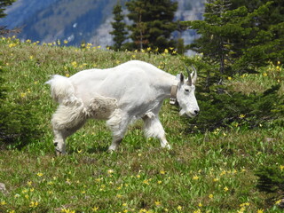 Shedding Mountain Goat