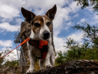 Jack Russel