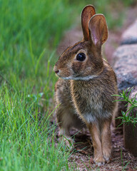 Rabbit on lawn