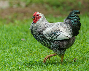 Silver Laced Wyandotte Rooster