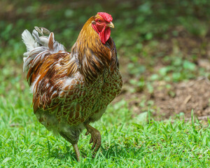 Red Lace Wyandotte Rooster