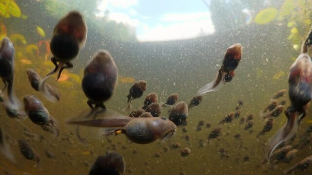 Close-Up School Of Tadpoles In Sea During Day - British Columbia, Canada