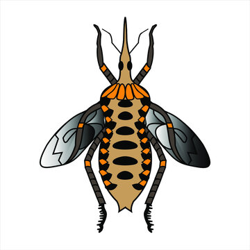 Animal insecto  el chipo  nombre cientifico Rhodnius prolixus insecto transmisor del mal de chagas vector ilustracion
