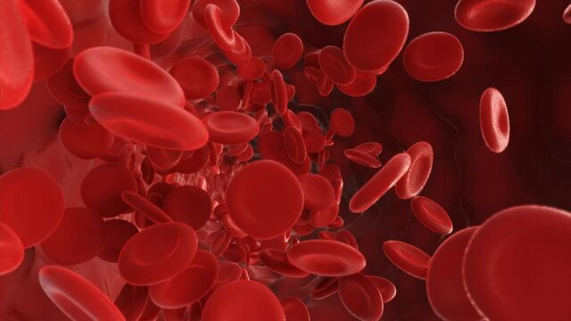Red blood cells flowing in an artery. 3d video