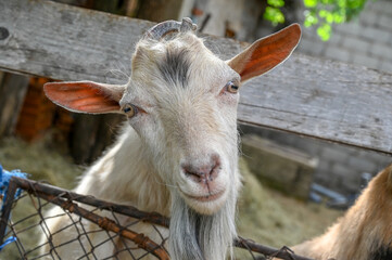 White goat on farm. Portrait of Domestic Billy goat on farm in village. 