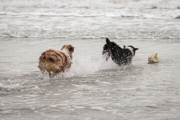 two dogs playing in the ocean