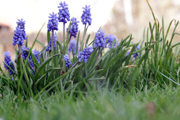 Traubenhyazinthen (Muscari sp) auf dem Rasen im Garten