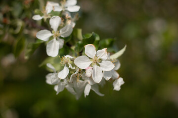 Apple tree flower. Apple branch.