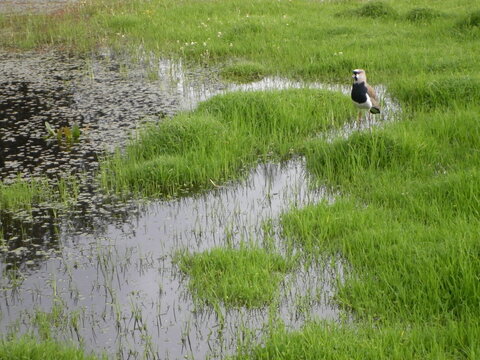 rice field with birds, alcaravan and water