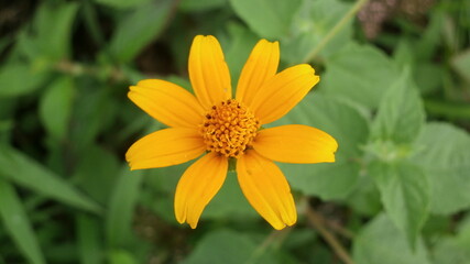 yellow flower in the garden